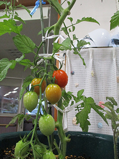 みんなで育てたミニトマト、念願の初収穫！ 2