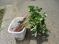 あじさい　おいも日記　season1 1