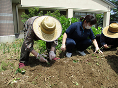 あじさい　おいも日記　season1 4