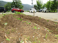 あじさい　おいも日記　season1 5