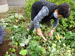 あじさい　おいも日記　season2 1