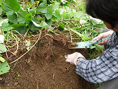 あじさい　おいも日記　season2 3