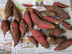 あじさい　おいも日記　season2 6