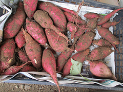 あじさい　おいも日記　season2 7