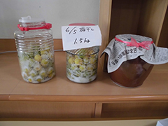 6月の風物詩！梅干し作りに挑戦しました 5