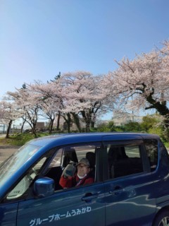 桜の花見に行きました 1