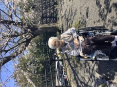 満開の桜でニコニコ笑顔 1