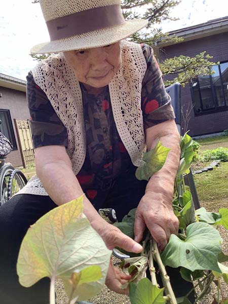 さつま芋掘り