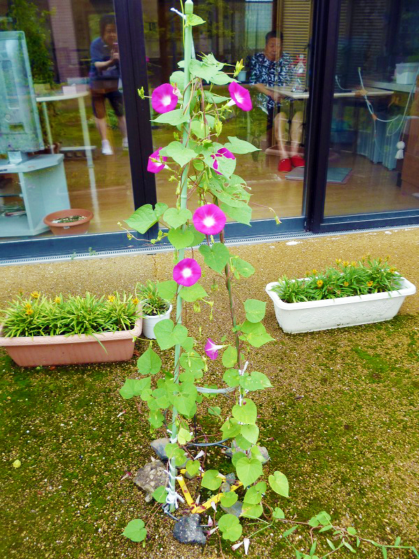 素敵な花をありがとう