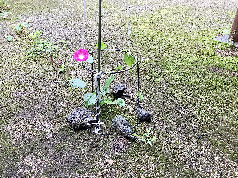 今年も咲いたよ！ド根性アサガオ！