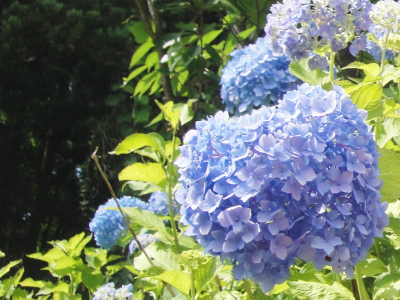 紫陽花見学