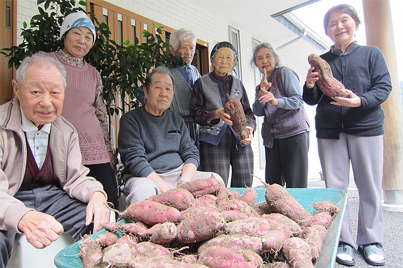 大きなサツマイモが収穫できました