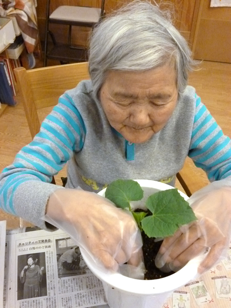 鉢植え