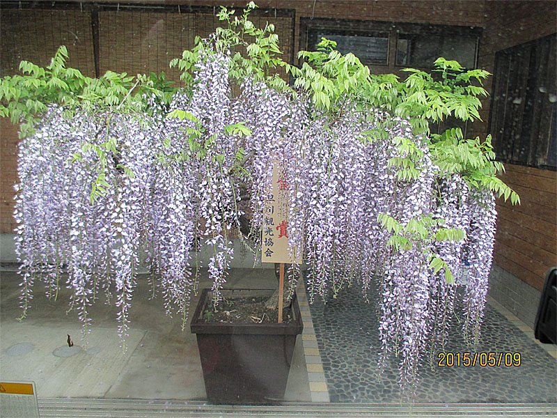 糸魚川早川藤まつり