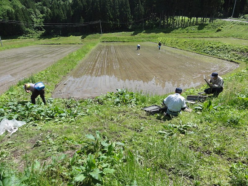 市野々地区の田植えをしました
