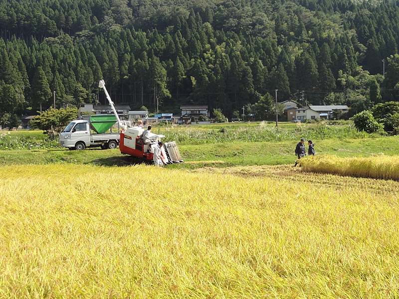 水保地区の稲刈り
