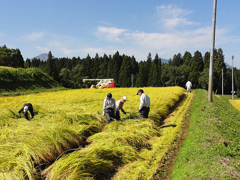 市野々地区の稲刈り