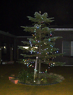 25日はツリーを見ながらクリスマス会をします
